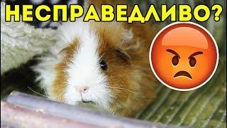 Почему РАЗДЕЛИЛА свинок именно так? ГДЕ СПРАВЕДЛИВОСТЬ / ПОДЕЛИЛА СТЕЛЛАЖ