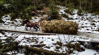 По сіно на биндюгах. Як гуцули сіно звозили з високогір'я. Карпати. Україна.