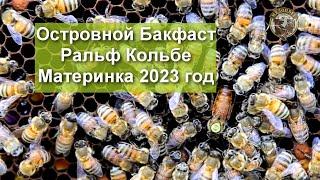 Островной Бакфаст от Ральфа Кольбе Материнка на 2023 год