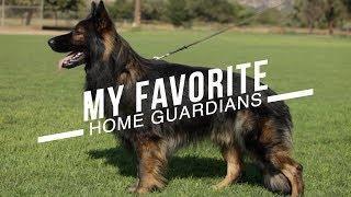 BEST DOG BREEDS FOR HOME PROTECTION: NO TRAINING NECESSARY