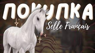 ПОКУПКА ЛОШАДИ ФРАНЦУЗСКИЙ СЕЛЬ | Selle Français Star Stable Online