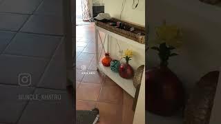 Shepherd Happy Puppy #shorts #funny