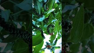 /The World Of Black Pepper/The king of spices/ #blackpepper #krishi