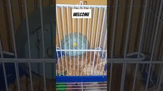 #hamsters #baby #born