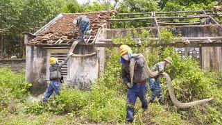 Terrible - Scared | A Giant Python Protected Abandoned House - Take it Out Of The Roof | Clean Up