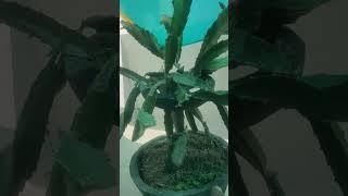 Dragon fruit plant video।                    #video