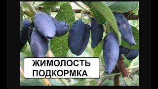 Подкормка для жимолости и др. ягод