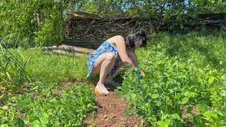 My wife is weeding peas  I make coffee for my wife