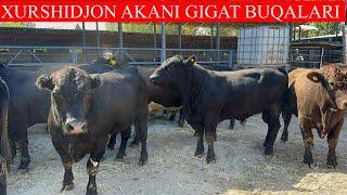 XURSHIDJON AKADAN GIGANT ABERDEEN ANGUS SEMENTALL BUQALAR TAROZIGAHAM BERILADI