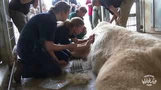 Dermatologists visit Polar Bears at Yorkshire Wildlife Park