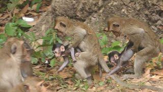 Mohanokor Troop Monkey : family monkey meeting and relaxing