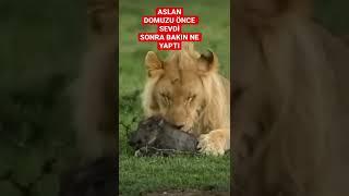 Aslan domuz yavrusunu önce sevdi sonra bakın ne yaptı #shorts #short #aslan #belgesel