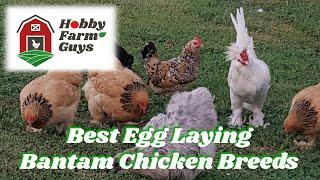 Best Bantam Chicken Breeds for Egg Production