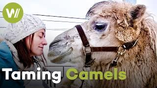 Training Arctic Camels the Mongolian Way: Harsh Lessons or Animal Cruelty? (Documentary, 2019)