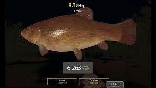 Русская Рыбалка 4 (Russian Fishing) Продаем линя