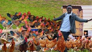 How He is Making Thousands of Dollars With Local Chicken