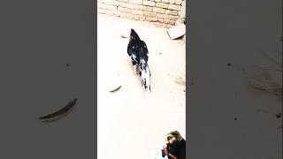 mianwali lasani Aseel saval rooster breeds #mianwaliaseels #roosterfarm #aseelmianwali