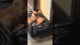 #dog #doglover #dogs #kiss #love #kissing #funny #sound #family ##couple #sleep #together