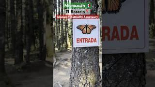 Mexico’s Monarch Butterfly Migration  #butterfly #travel #exploremexico #destination