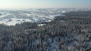 Тайга за Лесной поляной (г. Кемерово)