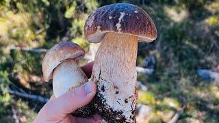 BOLETUS EDULIS YA MUEVEN 24/09/2023