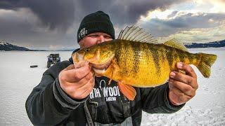 Ice Fishing the BIGGEST PERCH In North America