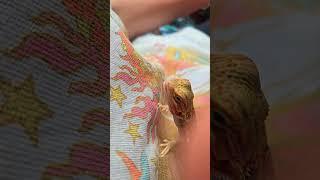 Hydrating My Baby Bearded Dragon with a Dropper Our Daily Bonding Ritual #reptiles #beardeddragon