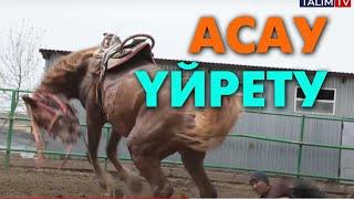 Асау тай үйрету | #асауүйрету #жылқы