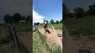 Part 1! You guys said give him a sprinkler… great idea! #horselife #rescuehorse #familyfarm