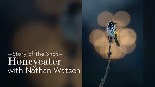 Story of the Shot - Honeyeater - Nathan Watson