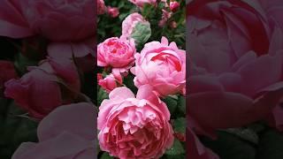 Mery Rose Англійське диво на українській землі #garden #rose #flowers