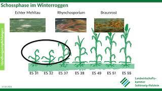 Krankheiten im Winterroggen, Frühjahr 2021, LKSH