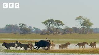 Buffalo force Lion cubs into crocodile-infested waters - BBC