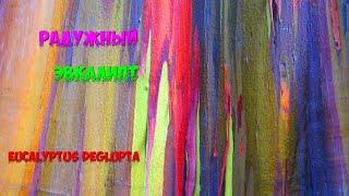 #shorts#ПАНАМА/А Вы Видели ТАКОЙ ЭВКАЛИПТ?/Радужный эвкалипт