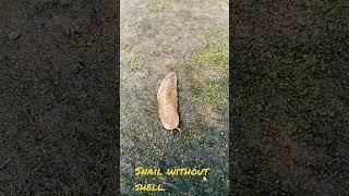 Snail without shell.#short