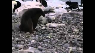 Penguin falls over. Vine