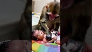 #comedyvideo #funny #monkey #shortsvideo #shorts #viralvideo