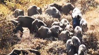 BEST WILD BOAR HUNTS - EN İYİ DOMUZ AVLARI