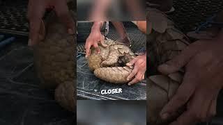 This poor pangolin found her savior ️ #shorts