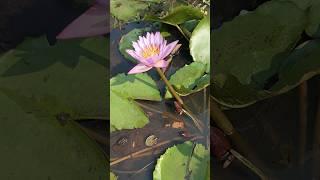 Water lily flower blooming phases