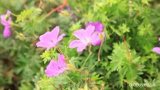 How to grow Hardy Geraniums | Crocus.co.uk