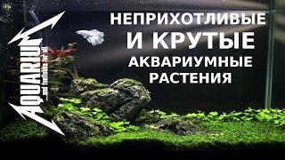 Неприхотливые и крутые аквариумный растения для начинающих и медленных травников