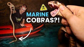MYSTERIOUS COBRA IN OCEAN CAVE! (and other snakes)