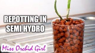 How I repot Orchids in semi hydroponics