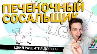 ПЕЧЕНОЧНЫЙ СОСАЛЬЩИК жизенный цикл | ЕГЭ ОГЭ Биология