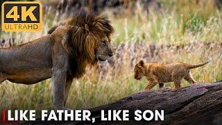 LIONS | True Kings of Africa's Wildlife | Nature Animal Documentary