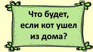 Что будет, если кот ушел из дома?