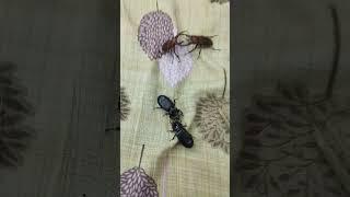 #stag beetle vs stag beetle # tiger beetle vs tiger beetle #tigerbeetles #stagbeetles