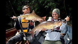 Catch And Release golden Mahseer - Kelah/pelian ( Fly Fishing )