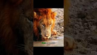 Lion vs Turtle
